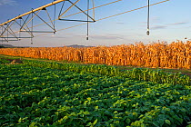 Field of Green beans (Phaseolus vulgaris) with pivot irrigation, field of dried maize behind. Commercial farm, Tanzania, East Africa. October 2012.