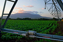 Field of Green beans (Phaseolus vulgaris) with pivot irrigation, Mount Meru visible beyond. Commercial farm, Tanzania, East Africa. October 2012.