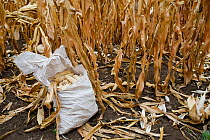 Harvested Maize (Zea mays) cobs in field. Commercial farm, Tanzania, East Africa.