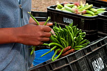 Woman packing Green beans (Phaseolus vulgaris) on a commercial farm, Tanzania, East Africa. August 2011.
