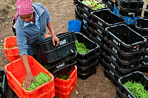 Woman packing Green beans (Phaseolus vulgaris) on a commercial farm, Tanzania, East Africa. August 2011.