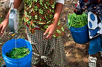 Women weighing buckets of harvested Green beans (Phaseolus vulgaris). The women wear traditional clothing ('kangas' and 'kitenge'). Commercial farm, Tanzania, East Africa. August 2011.
