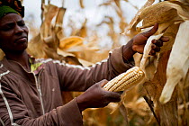 Woman harvesting Maize (Zea mays) cobs on commercial farm, Tanzania, East Africa. October 2012.