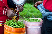 Women weighing buckets of harvested Green beans (Phaseolus vulgaris) Commercial farm, Tanzania, East Africa. August 2011.