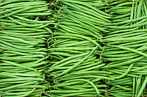 Harvested Green beans (Phaseolus vulgaris) on commercial farm, Tanzania, East Africa.