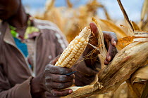 Woman holding Maize (Zea mays) cob on commercial farm, Tanzania, East Africa.