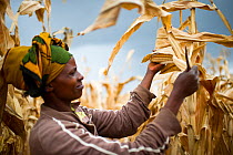 Woman harvesting Maize (Zea mays) cobs on commercial farm, Tanzania, East Africa. October 2012. Model released