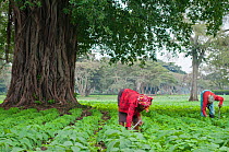 Women weeding in a Green bean (Phaseolus vulgaris) field on a commercial farm. Tanzania, East Africa. August 2011.