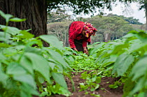 Woman weeding in a Green bean (Phaseolus vulgaris) field on a commercial farm. Tanzania, East Africa. August 2011.