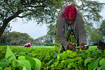 Women weeding in a Green bean (Phaseolus vulgaris) field on a commercial farm. The women wear traditional clothing ('kangas' and 'kitenge'). Tanzania, East Africa. August 2011.