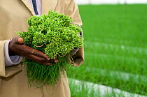 Worker holding Chives (Allium schoenoprasum) harvested on a commercial farm, Tanzania, East Africa.