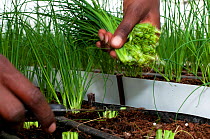 Woman harvesting Chives (Allium schoenoprasum) with sharp knife on a commercial farm in Tanzania, East Africa.