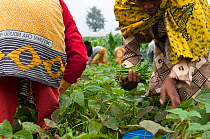 Women harvesting Green beans (Phaseolus vulgaris) on commercial bean farm. The women wear traditional clothing ('kangas' and 'kitenge'). Tanzania, East Africa. August 2011.