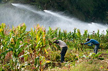 Men cutting down the dried stalks of harvested baby Corn (Zea mays) for cattle fodder, irrigation system visible in the background. Commercial farm, Tanzania, East Africa. September 2011. Model releas...
