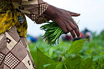 Women harvesting Green beans (Phaseolus vulgaris) on commercial bean farm. The women wear traditional clothing ('kangas' and 'kitenge'). Tanzania, East Africa. August 2011.