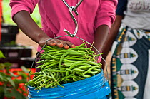 Woman weighing bucket of harvested Green beans (Phaseolus vulgaris). Commercial green bean farm, Tanzania, East Africa. September 2011.