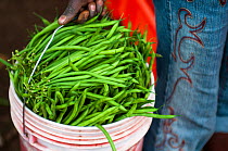 Woman taking bucket of harvested Green beans (Phaseolus vulgaris) to be weighed. Commercial green bean farm, Tanzania, East Africa.