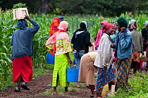 Women taking harvested Green beans (Phaseolus vulgaris) to be weighed. The women wear traditional clothing ('kangas' and 'kitenge'). Commercial green bean farm, Tanzania, East Africa. September 2011.
