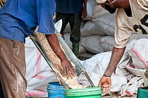 Workers collecting shelled Maize (Zea mays) corn pouring out of cleaning machine. Commercial maize farm, Tanzania, East Africa. September 2011.