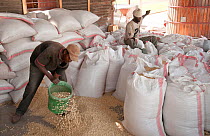 Men bagging clean Maize (Zea mays) for sale. Commercial maize farm, Tanzania, East Africa. September 2011.