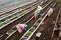 Workers transplanting Chives (Allium schoenoprasum) from nursery to beds in greenhouse. Commercial chive farm, Tanzania, East Africa. August 2011.