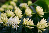 Coffee (Coffea arabica) shrub flowering. Commercial coffee farm, Tanzania, East Africa.