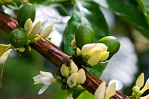 Green Coffee (Coffea arabica) berries / cherries. Commercial coffee farm, Tanzania, East Africa.