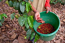 Woman harvesting Coffee (Coffea arabica) cherries, commercial coffee farm, Tanzania, East Africa.