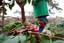 Woman harvesting Coffee (Coffea arabica) cherries, carrying bucket on her head. Commercial coffee farm, Tanzania, East Africa. October 2011. Model released