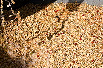 Coffee (Coffea arabica) beans pouring into fermentation tank. Commercial coffee farm, Tanzania, East Africa.