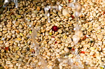 Coffee (Coffea arabica) beans pouring into fermentation tank. Commercial coffee farm, Tanzania, East Africa.