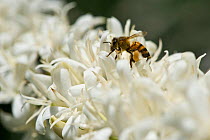 African bee (Apis mellifera scutellata) on flower of Coffee (Coffea arabica) shrub. Commercial coffee farm, Tanzania, East Africa.
