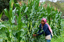 Woman harvesting baby Corn (Zea mays). Commercial farm, Tanzania, East Africa. October 2011.