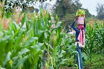 Woman carrying harvested baby Corn (Zea mays) in a bucket on her head. Commercial farm, Tanzania, East Africa. October 2011.