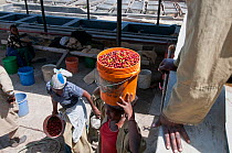 Women carrying harvested Coffee (Coffea arabica) cherries to factory for processing. Commercial coffee farm, Tanzania, East Africa. October 2011.