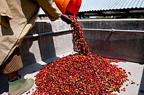 Worker pouring Coffee (Coffea arabica) cherries into pre-pulping tank. Commercial coffee farm, Tanzania, East Africa.