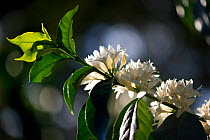 Coffee (Coffea arabica) shrub flowering. Commercial coffee farm, Tanzania, East Africa.