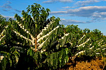 Coffee (Coffea arabica) shrubs in bud and flower. Commercial coffee farm, Tanzania, East Africa.