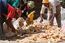 Women sorting Maize (Zea mays) cobs, removing rejects before the cobs are shelled. Commercial farm, Tanzania, East Africa. October 2011.