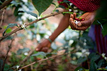 Woman harvesting Coffee (Coffea arabica) cherries, commercial coffee farm, Tanzania, East Africa.