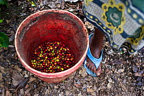 Woman stood with bucket of harvested Coffee (Coffea arabica) cherries on commercial coffee farm, Tanzania, East Africa.