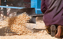 Man shoveling Maize (Zea mays) corn into a pile after the corn has been shelled (removed from the cob). Commercial farm, Tanzania, East Africa.