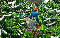 An elderly woman harvesting Coffee (Coffea arabica) cherries on a commercial coffee farm, Tanzania, East Africa. November 2012. Model released