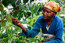 An elderly woman harvesting Coffee (Coffea arabica) cherries on a commercial coffee farm, Tanzania, East Africa. November 2012.