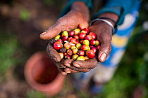 An elderly woman holding Coffee (Coffea arabica) cherries she has harvested. Commercial coffee farm, Tanzania, East Africa.