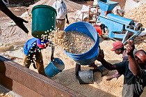 Men throwing buckets of shelled Maize (Zea mays) corn onto a lorry. Commercial farm, Tanzania, East Africa. October 2011.