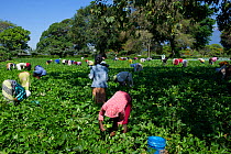 Women in field harvesting Green beans (Phaseolus vulgaris) on a commercial farm. The women wear traditional clothing ('kangas' and 'kitenge'). Tanzania, East Africa. November 2012.