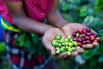 Woman holding harvested Coffee (Coffea arabica) cherries, commercial coffee farm, Tanzania, East Africa.