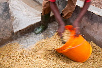 Man collecting Coffee (Coffea arabica) beans after they have been washed, the mucilage (viscous substance) removed, the beans fermented and the light and heavy beans separated. Commercial coffee farm,...