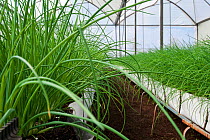 Chives (Allium schoenoprasum) growing in greenhouse. Commercial farm, Tanzania, East Africa.